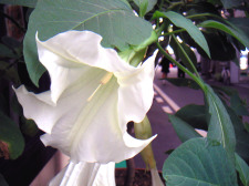 �G���[���E�g�����y�b�g